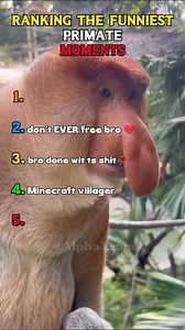 Ranking The Funniest Primate Moments😂
