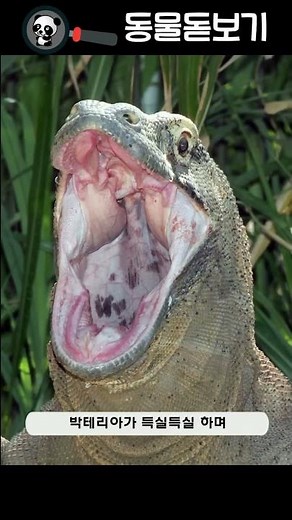 Reptiles - 4 Komodo Dragon