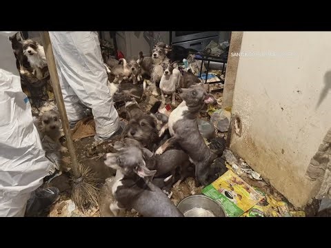 La Mesa welfare check rescues 40 dogs amid dire conditions as Humane Society faces strain