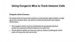 Exp Imm 2020 - Congenic mice