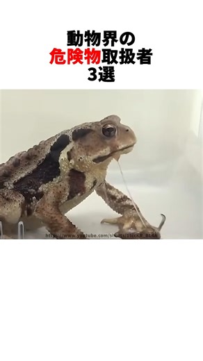 Dangerous creatures in the animal kingdom