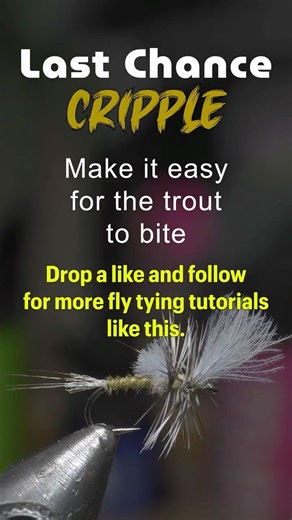 Why Do Trout Target “Crippled” Mayflies?