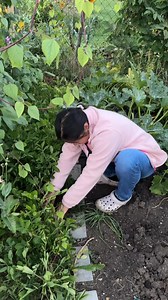 Makapag harvest na tayo nang mani soon. | Pearly Alms