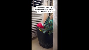 Chameleon Dances For Raspberry