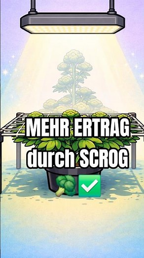 MORE YIELD through SCROG 🥦