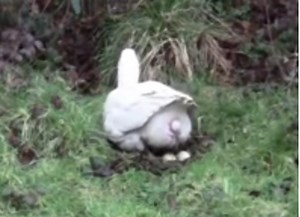 duck laying egg - video Dailymotion