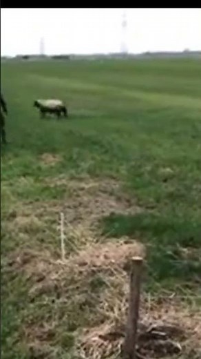 Rescued sheep jumps back into ditch