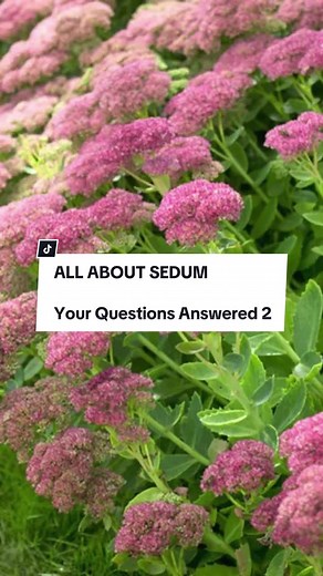 All About Sedum: Easy to Grow and Drought Tolerant Plants