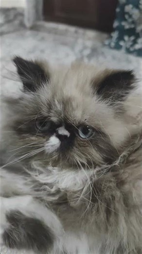 Himalayan Cat Taking Rest 😻 | Blue Eyes | #shorts