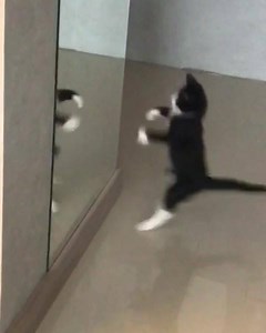 10K views · 520 reactions | who dat | Cats Doing Things | Facebook