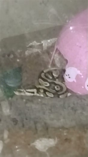 banana krumble my ball python