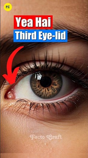 Why Animals Have a Third Eyelid #facts
