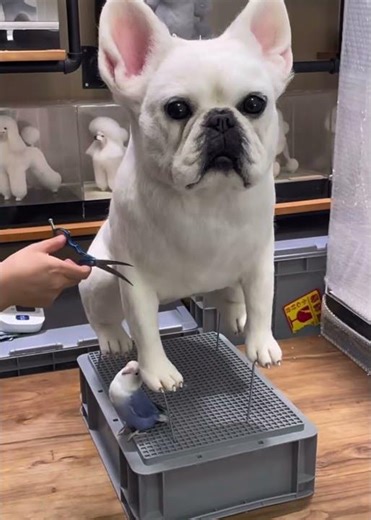 #petlovein Love never leaves. It stays in a different form. Create a tribute. www.petlovein.com