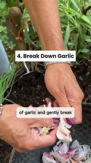 It’s time to plant garlic! Every clove will turn into a whole head this winter🧄#garden #garlic