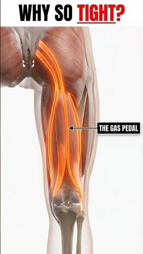 The Muscle That Makes You Fast 🏎️ (Hamstrings Explained) #anatomy #humanbody