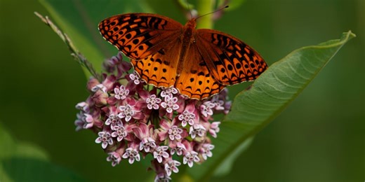 Butterflies are on the decline; how are the insects being affected in Minnesota