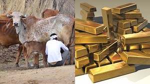 Bengal’s BJP Chief Believes Indian Cow Milk Is Yellow Because it ‘Contains Gold’