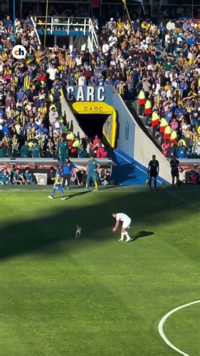 La figura delpartido: un perro entró a la cancha de Rosario Central y gambeteó a todos
