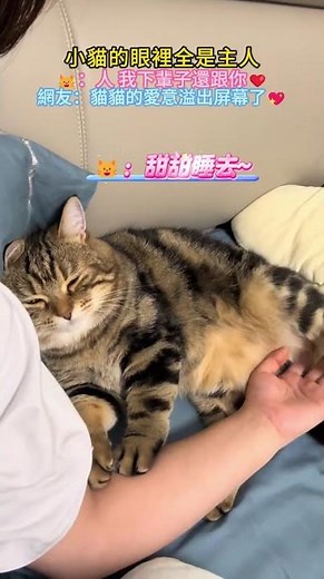 小貓的眼裡全是主人❤️ 🐱：人 我下輩子還跟你❤️ 網友：貓貓的愛意溢出屏幕了💖 #cat #cute #shorts #healing #cutecat