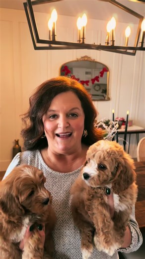 Handsome cavapoochon boys to melt your heart! www.apricotlanepuppy.com #puppy #cavapoochon #puppylove #companion