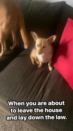Shakema Wilson on Instagram: "#doglover #dogsofinstagram #dog #doglife #doggo #chiweenie #chiweenienation #chiweenielife #Gweenie #gweeniethechiweenie"