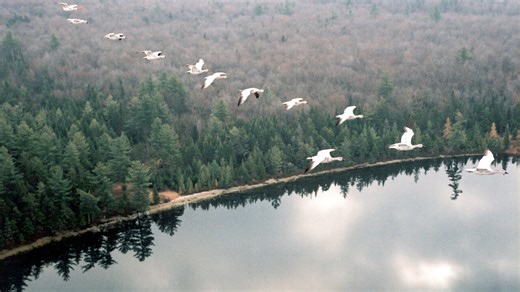 Winged Migration | Netflix
