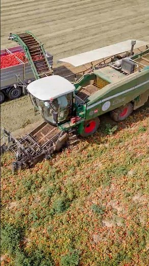 Revolutionizing Farming: Watch This Self-Propelled Shaker Tomato Harvester in Action!