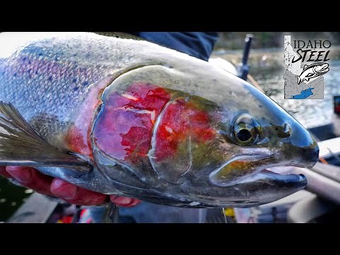 The BIGGEST Summer STEELHEAD In The USA! (Idaho Steelhead Fishing)