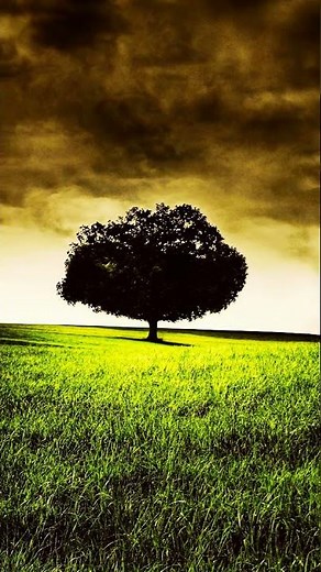 9:16 Tree Background No Copyright Video | Tree Copyright Free Videos | Free Stock Videos | Footage