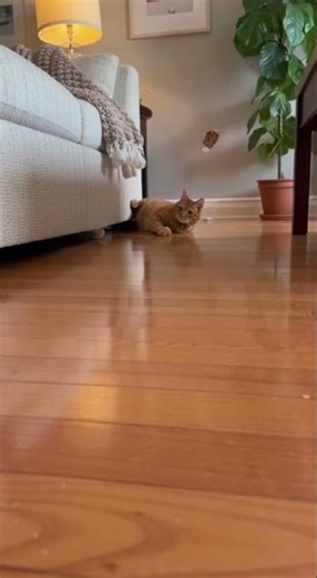 Cat Tries to Catch Laser Dot… and Instantly Regrets It 😭🐈💨💀