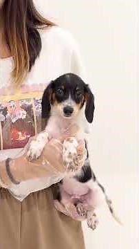 JJB Doxle Puppy (Male)