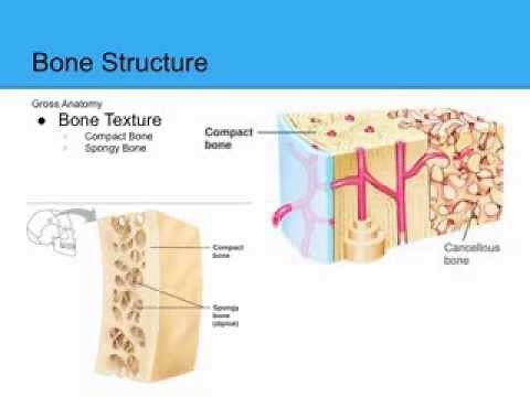 Bones and Skeletal Tissues