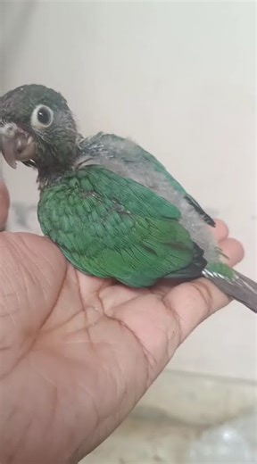Blue cheek conure birds