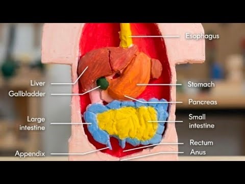 Stop Memorizing, Start Exploring! 🧪 Happy Science Day 2026. The Human Body in 3D!How Your Body Works