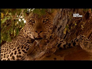 The Hungry Leopard