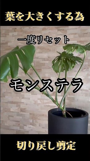 【モンステラ】葉を大きくするリセット切り戻し剪定