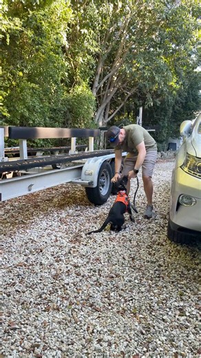 Hi friends, it’s Bailey! 🐾 I’m still a puppy, but I’m already learning how to become a real search-and-rescue K9 — and guess what? Training for cadaver dogs (they call it HRD… Human Remains Detection) is actually pretty fun for a nose like mine! 👃✨ Here’s how I’m learning, from my point of view: ⸻ 🐶 Step 1: Use Your Super Sniffer Captain says my nose is my superpower, so we start with tiny scent samples. I get to sniff them up close first — kind of like a new smell adventure! ⸻ 🪨 Step 2: Sea