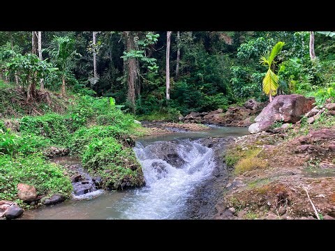 Sleep Soundly with Calming River Sounds & Views of Flowing Water Over Rocks in a Peaceful Forest
