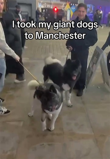 Meet My Giant Akita Dogs in Manchester