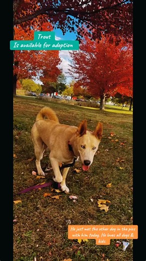 Trout is available for adoption. He is 8-10months, potty trained, good with kids, dogs, and cats. #rescuedog #shelterdog #adoptme #fyp #familypet #goodboy | K9 Up Project Free