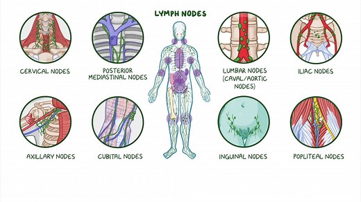 Video: Introduction to the lymphatic system - Video Explanation! | Osmosis | Osmosis