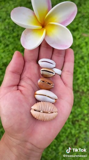 Exploring Hawaii's Diverse Cowrie Shell Species Underwater