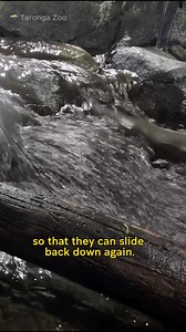 174K views · 8.9K reactions | Today's creature.: The Platypus The platypus (Ornithorhynchus anatinus),[4] sometimes referred to as the duck-billed platypus,[5] is a semiaquatic, egg-laying mammal endemic to eastern Australia, including Tasmania. The platypus is the sole living representative or monotypic taxon of its family Ornithorhynchidae and genus Ornithorhynchus, though a number of related species appear in the fossil record. (Wikipedia)  @unsw IG | Angry Trini | Facebook