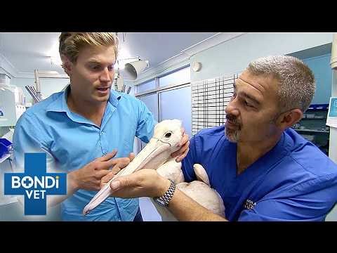 Injured Pelican Is Terrorizing Vets! | Bondi Vet S2 Double Episode | Bondi Vet