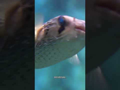 How to handle eating the top 5 deadliest foods safely