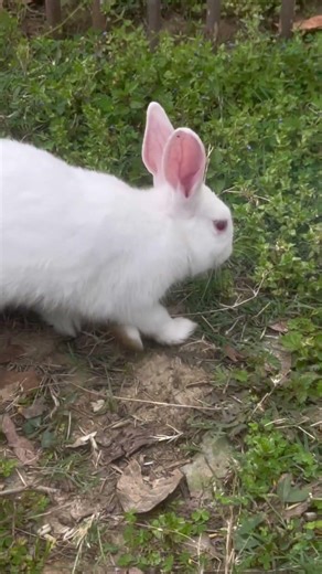 Red eyes rabbits #travel #rabbit