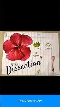 Dissection of Hibiscus (China Rose) | Biology Practical