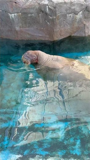 【セイウチ】呼ぶと視線をくれるジェントルマン #南知多ビーチランド