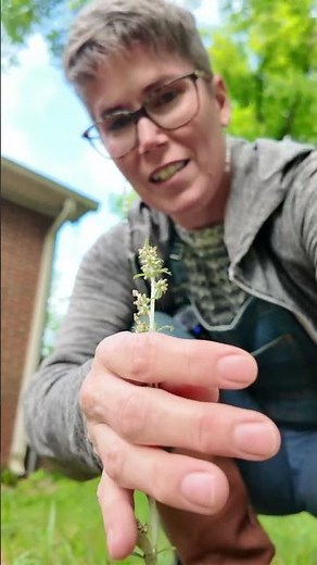 Saving rabbit tobacco! From yard weed to medicinal herb garden.