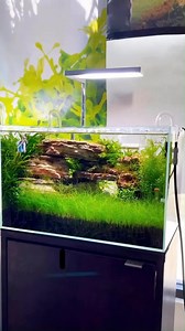 A slice of nature in your home ✨ Nature aquariums are arguably the most popular aquascaping styles in the hobby 🌿 This style allows aquascapers to capture the spirit of nature in a small, aquatic environment. The scape itself is a replica of landscapes such as mountains, forests, and hills 🌄 This can be achieved through a combination of stones, driftwood, mosses, stems, carpeting plants, epiphytes, and cosmetic sand. What’s your favorite part about nature style aquascapes? 👇 #plantedtank #aqu